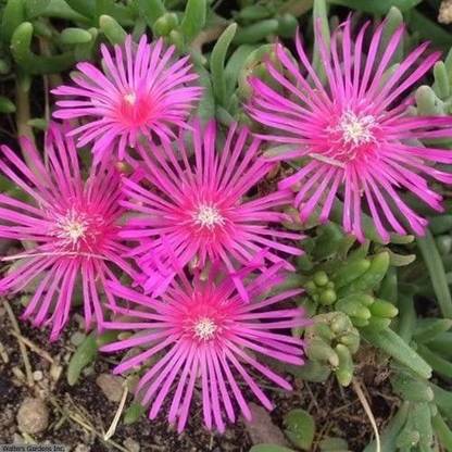 CYBEXIS Hybrid Seeds Ice Plant Table Mountain (Delosperma Cooperi) Seed