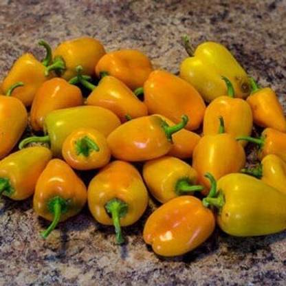 KNESSiN Yellow Miniature Capsicum Bell Pepper Seed