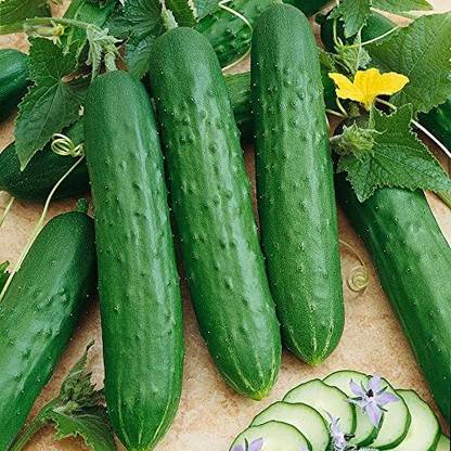 CYBEXIS LX-30 - Saladmore Bush Hybrid Cucumber - (150 Seeds) Seed