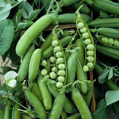 MYLAWN Pea Seeds - Alaska Seed