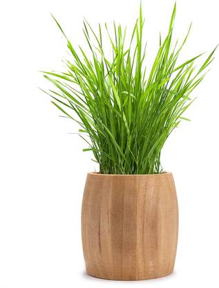 CYBEXIS NDIR-85 - Cat Grass (Sweet Oat Grass) - (1500 Seeds) Seed