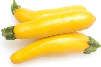 VibeX ® XXL-425 Summer Squash, Zucchini: Gold Rush Seed