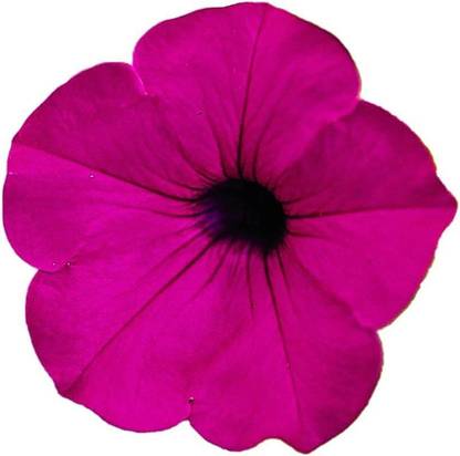 WILLVINE TLX-4 Tidal Wave Purple Hybrid Petunia Seeds Seed