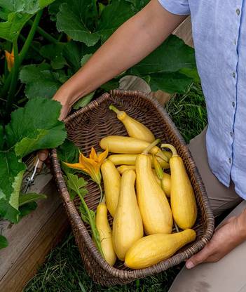WILLVINE NDIR-359 Saffron Summer Squash Seed