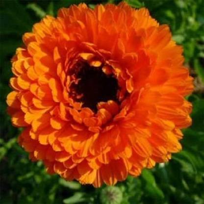 DROXTY ™ PAU-204-F1 Hybrid Mixed Calendula Mixed Colour Flower -20 x Seeds Seed