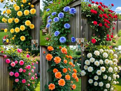 Earth Hopper Climbing Rose Flower Seeds, Hybrid, Year-Round Blooms, Minimal Care- MIX Seed