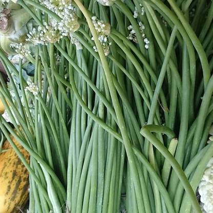 Aywal Vegetable Singra Seed