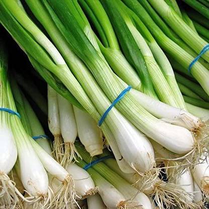 VibeX XLL-52 - Scallion Green Onion Spring Onion - (1500 Seeds) Seed