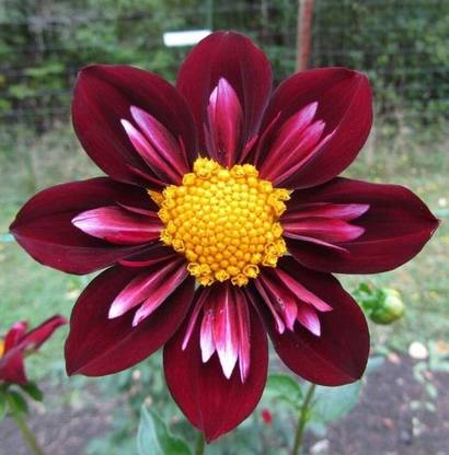 Aywal Beautiful Gardens Dahlia pinnata Seed