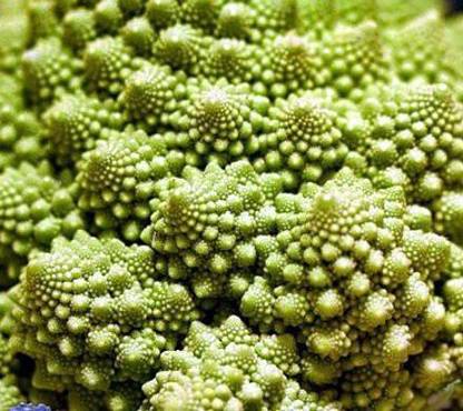 VibeX ® VMR-769 Romanesco Broccoli Seed for Planting Seed