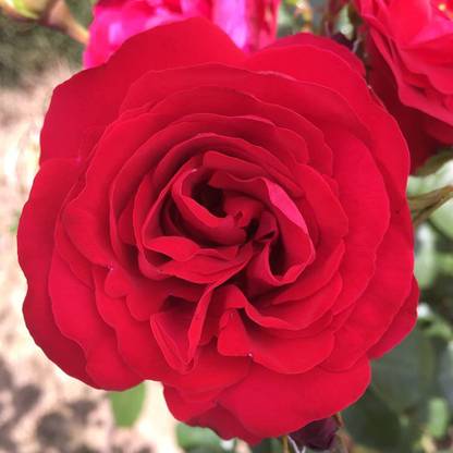 CYBEXIS LX-64 - Crimson Sky Red Climbing Rose - (100 Seeds) Seed