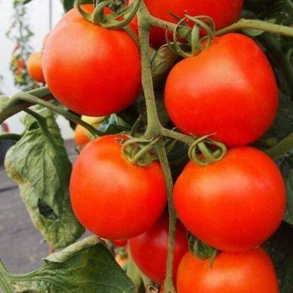 CYBEXIS Vegetable - Tomato - Akron - Seeds-250 Seeds Seed