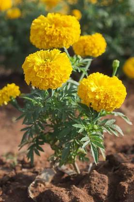 BDSresolve Organic marigold seeds/Marigold seeds 57 Seed