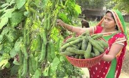 Kawach Kawach seeds, Kauch seeds, Pitha Seed, Kawach Seed