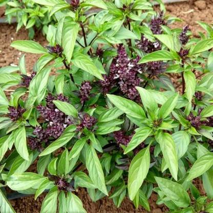 SHOP 360 GARDEN Ocimum Basilicum, Sweet basil Herbal Plant Seeds For Growing Seed
