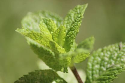 VibeX ® VMR-132 Mojito Mint Seeds Seed