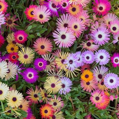 Nodoc Mesembryanthemum mix (burf) Seed