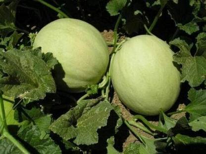 KNESSiN Musk Melon Honey Dew Seed