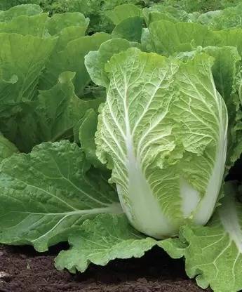 MAA Chinese Cabbage, Napa Seed