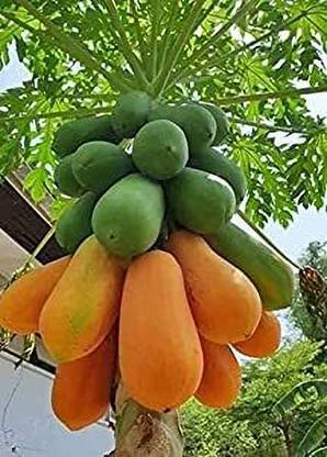Aywal Indian Papaya Fruit Seeds Seed