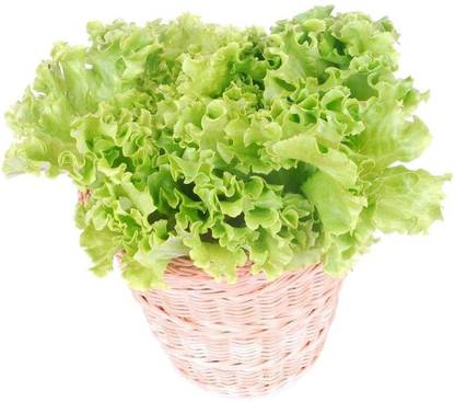 CYBEXIS Gardening Planting Unique Wavy Leaf Leaf Shape Lettuce4000 Seeds Seed