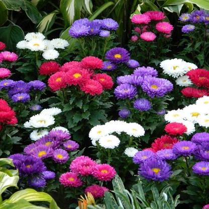 Lorvox Aster" Duchess Mixed" Hybrid Seed