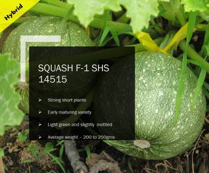 CYBEXIS SQUASH F-1 SHS-14515 SEEDS(5000 Seeds) Seed