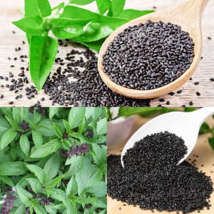 EasySeeds Sabja Tulsi, Holy Basil, Sweet Basil, Ocimum tenuiflorum Seed