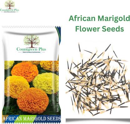 Countgreen Plus African Marigold Mix Flower Seeds - Vibrant and Hardy Blooms for Your Garden Seed