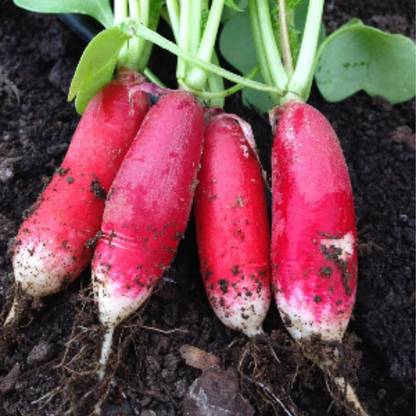 VibeX XLL-35 - China Rose Radish Sprouting - (750 Seeds) Seed