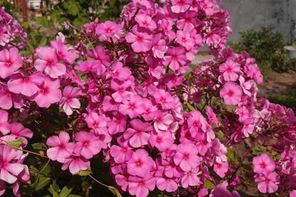 Lorvox Annual Phlox / Drummond's Phlox / Flowers Blend Seed