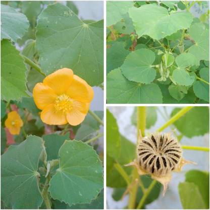 CHEMBARUTHI Abutilon Indicum, Tuttura Benda, Thuththi, Navene Akke, Kanghi, Thuthi, Indian mallow Seed