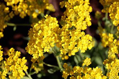 BDSresolve yellow alyssum flower seeds/alyssum seed 18 Seed