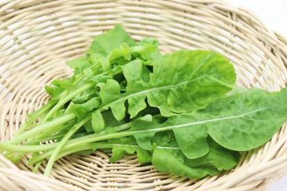 CYBEXIS LXI-90 - Arugula Lettuce - (750 Seeds) Seed