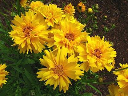 JRYU Coreopsis Flower Seed
