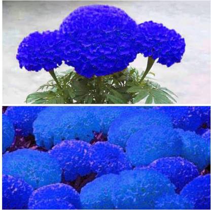 WILLVINE PAU-666 Blue Marigold Seeds Seed