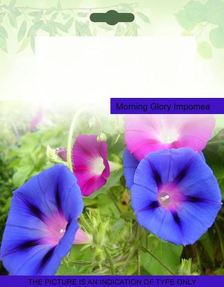 CYBEXIS Morning Glory Impomea400 Seeds Seed