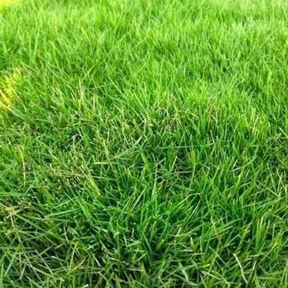 naturehils Grass Seeds for Garden/Park/Playground, Lawn Grass Seed