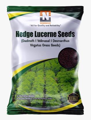 Numinous Hedge Lucerne, Velimasal, Dashrath, Desmanthus Virgatus Grass Seed