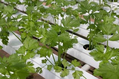 Aywal Duck-Tongue Mexican Coriander Seed