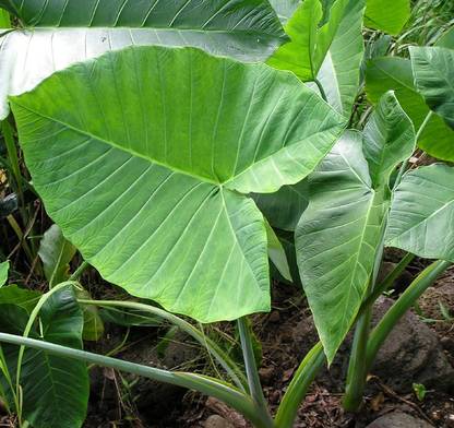 Aywal Taro Root,Kachu Seed