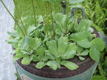 wequality Water Lettuce/ Nile Cabbage/ Water Rose for aquarium plant Seed