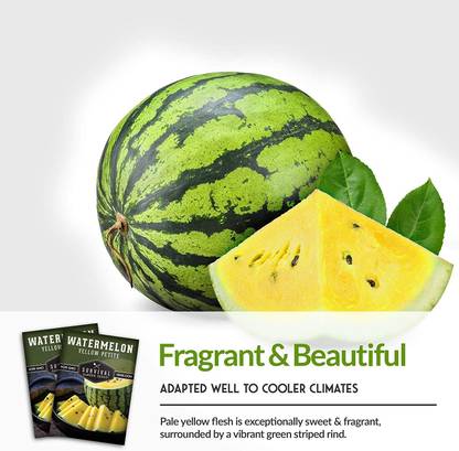 VibeX XLL-52 - Yellow Petite Watermelon - (450 Seeds) Seed