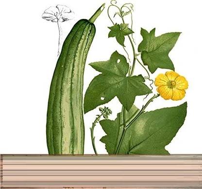 Qualtivate XXX-7A Organic Desi Sponge Gourd Seed Seed