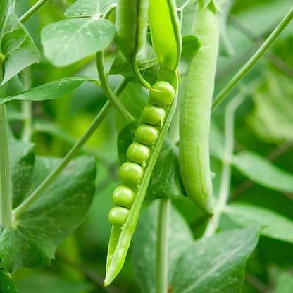 Bula Plant House pea seeds Seed