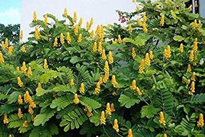 ARINURSERY Senna alata, Golden brush flower Seed