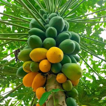 BDSresolve Red lady 786 papaya seeds original/papaya seeds 88 Seed