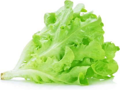 VibeX ® XLR-610 Lettuce Seeds - Leaf - Royal Oakleaf Seed