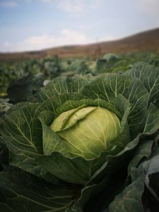 DHENU PRASAD 2716 F1 Hybrid Big Cabbage Seed