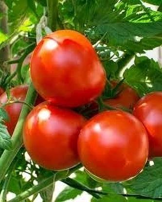 seedkart Tomato Seed, Hybrid Seed, Tamatar Seed, Desi Tamatar, Tamatar, Tomato Seed